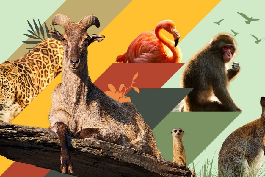 La Vie Secrète Des Animaux De Compagnie 2 Fonds D'écran De Téléphone
